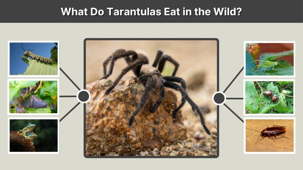 What Do Tarantulas Eat in the Wild?