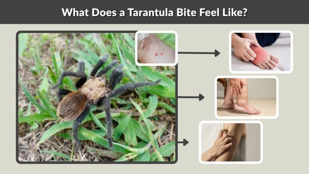 What Does a Tarantula Bite Feel Like?