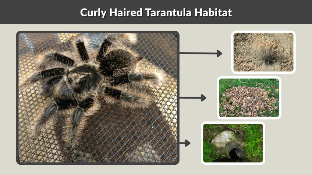 Curly Haired Tarantula Habitat