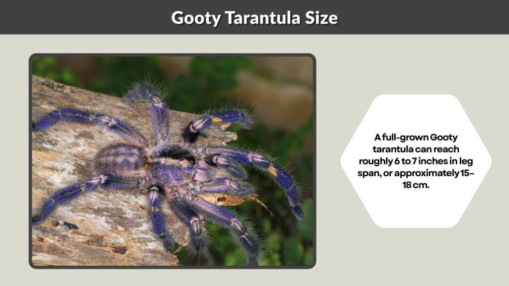 Gooty Tarantula Size