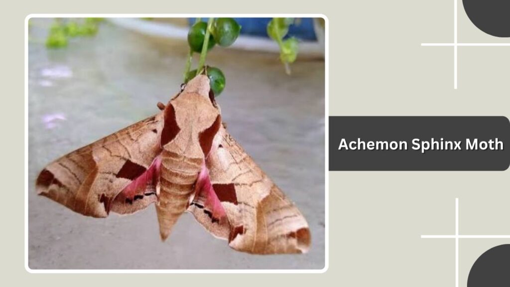 Achemon Sphinx Moth