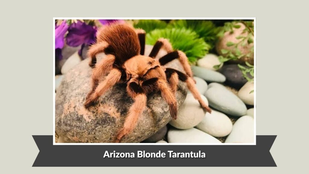 Arizona Blonde Tarantula