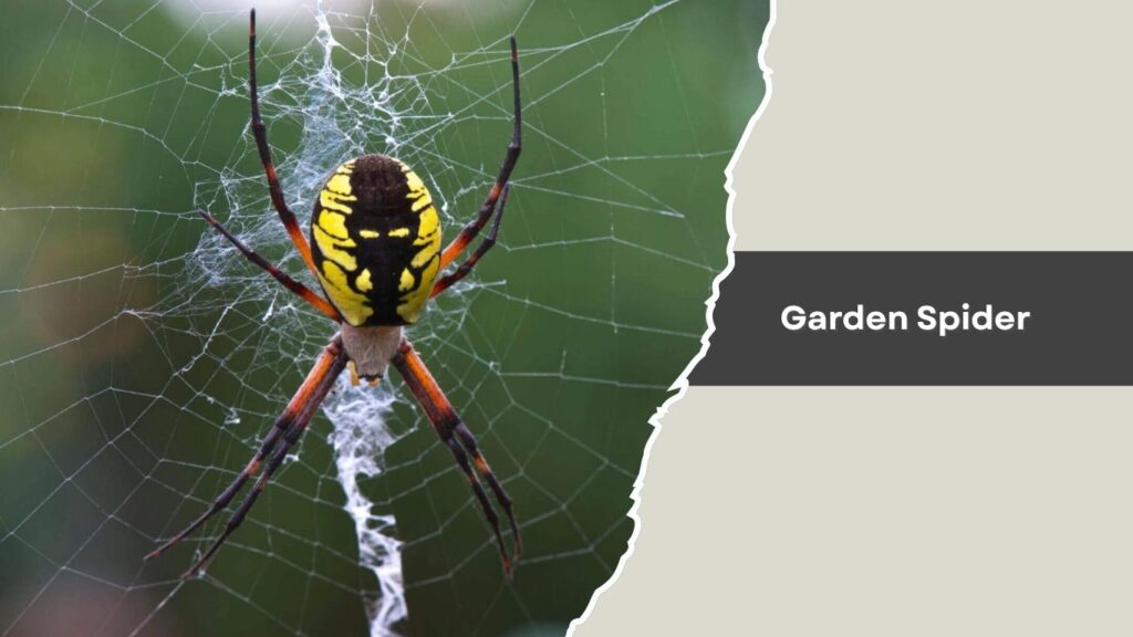 Garden Spider