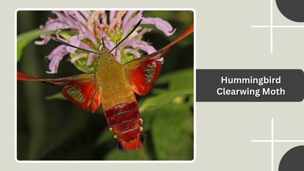 Hummingbird Clearwing Moth