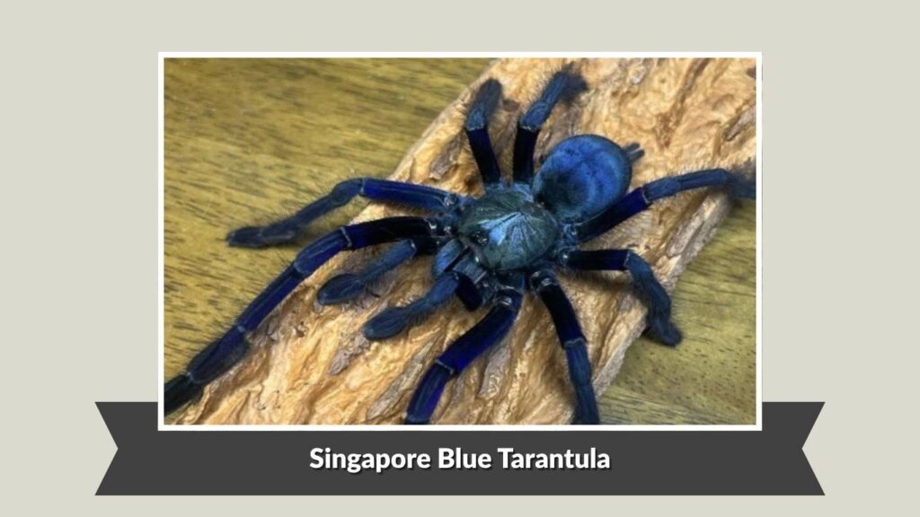 Singapore Blue Tarantula