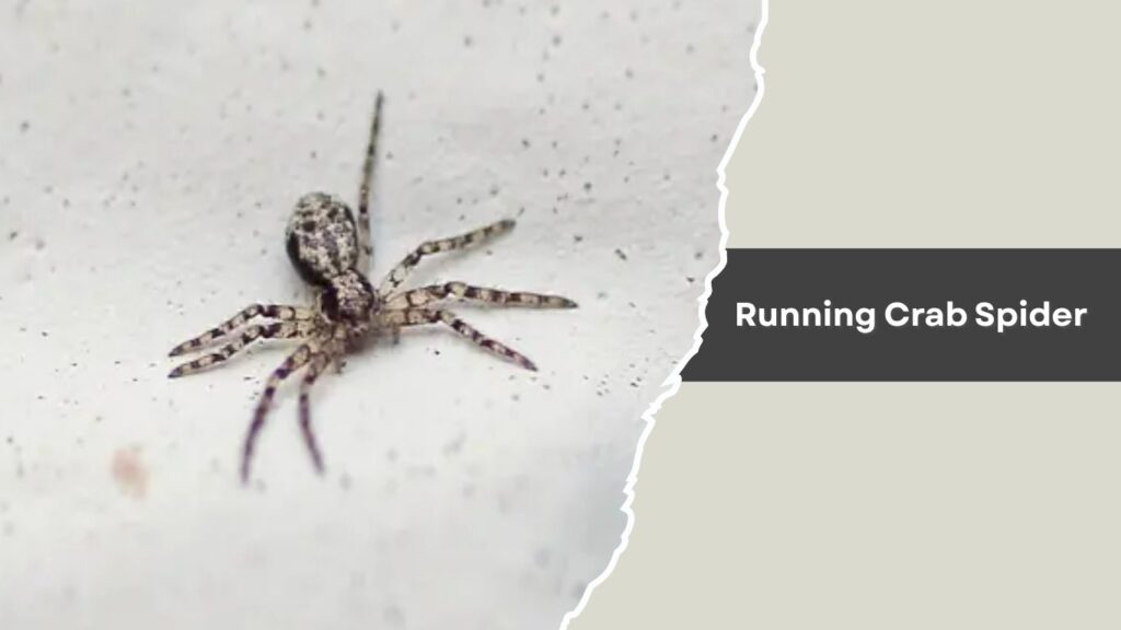 Running Crab Spider
