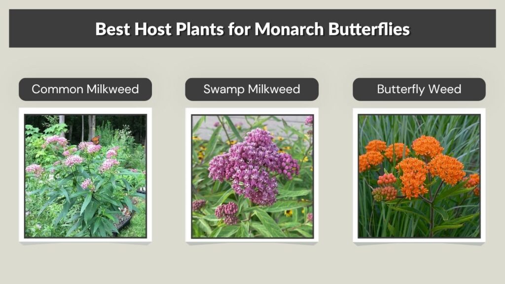 Best Host Plants for Monarch Butterflies