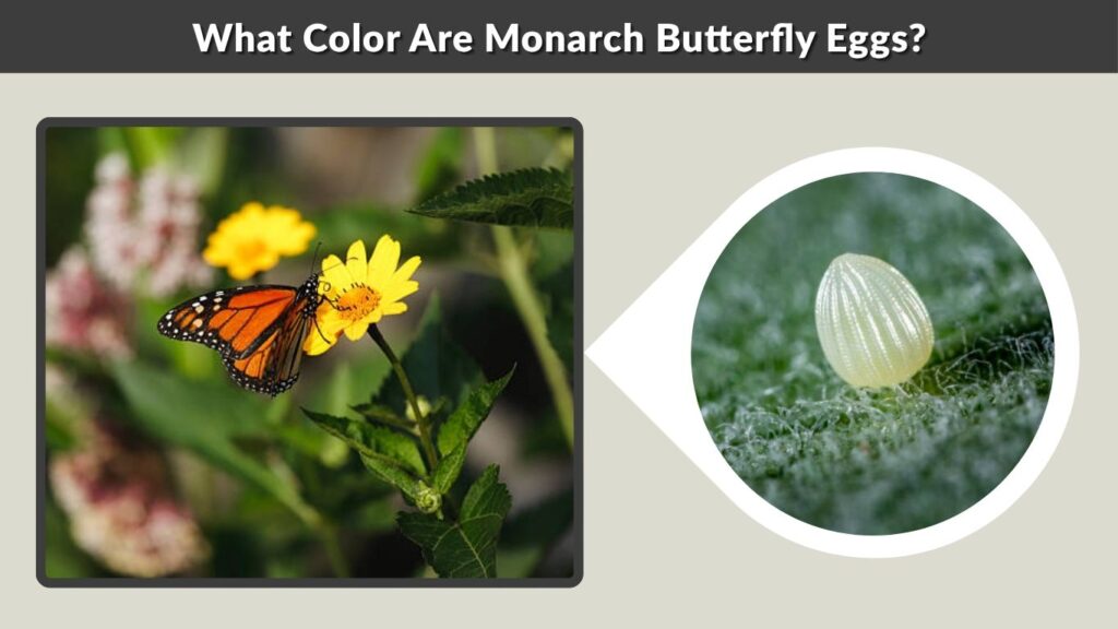 What Color Are Monarch Butterfly Eggs?