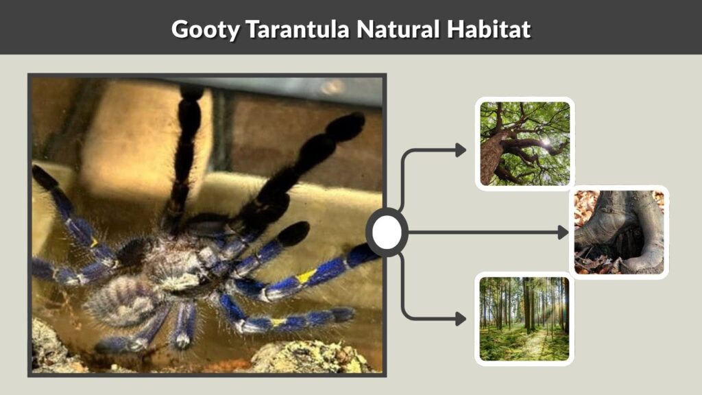 Gooty Tarantula Natural Habitat