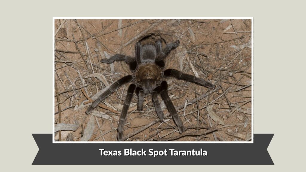 Texas Black Spot Tarantula