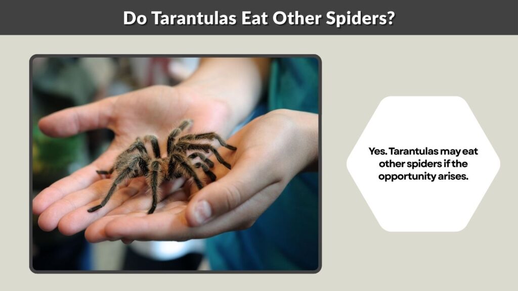Do Tarantulas Eat Other Spiders?