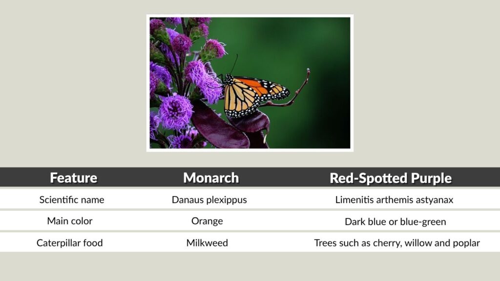 Is the Red-Spotted Purple a Monarch?