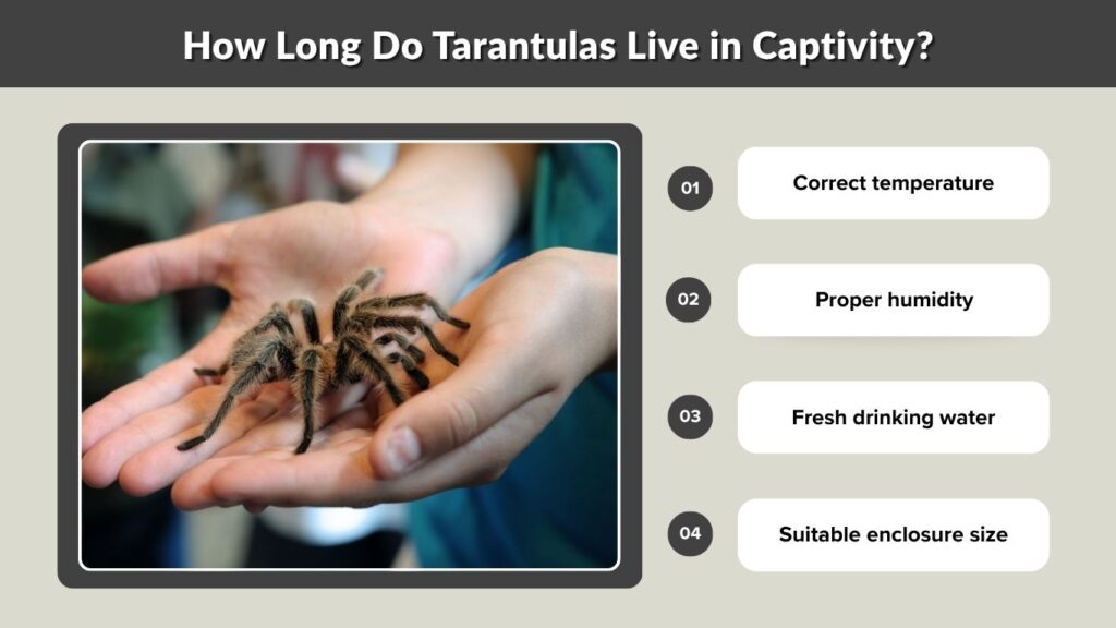 How Long Do Tarantulas Live in Captivity?