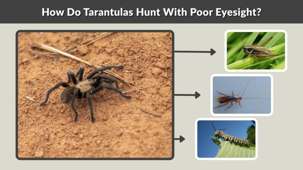 How Do Tarantulas Hunt With Poor Eyesight?
