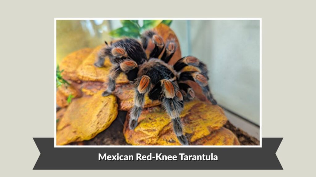 Mexican Red-Knee Tarantula