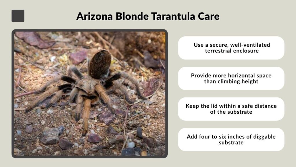 Arizona Blonde Tarantula Care