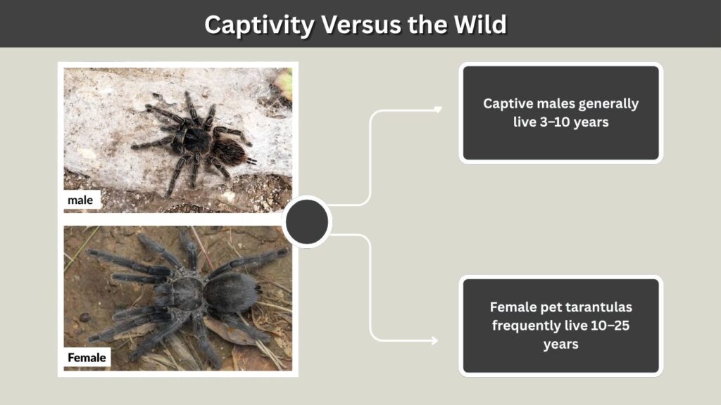 Captivity Versus the Wild
