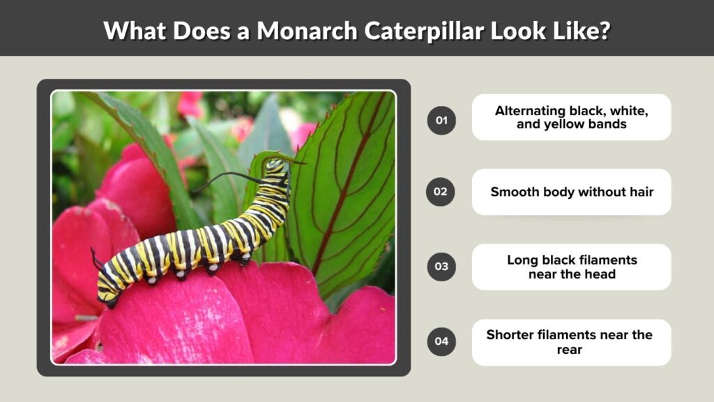 What Does a Monarch Caterpillar Look Like?