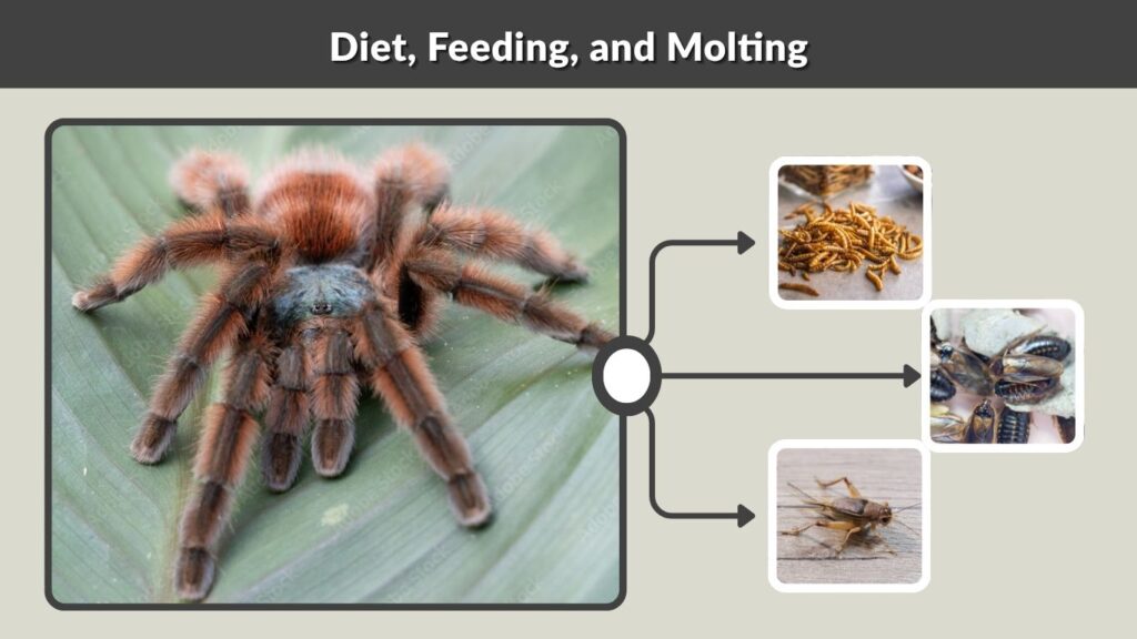Diet, Feeding, and Molting