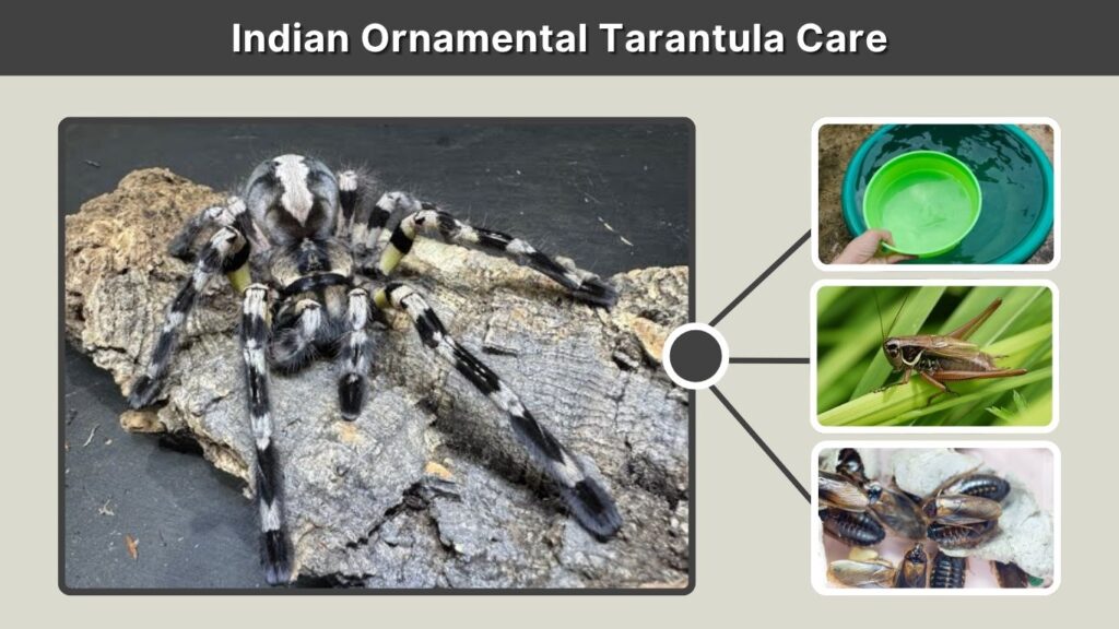 Indian Ornamental Tarantula Care