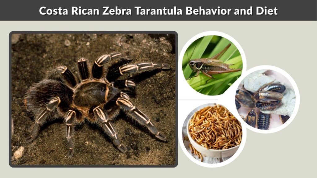 Costa Rican Zebra Tarantula Behavior and Diet