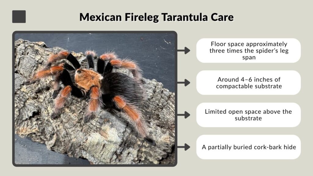 Mexican Fireleg Tarantula Care
