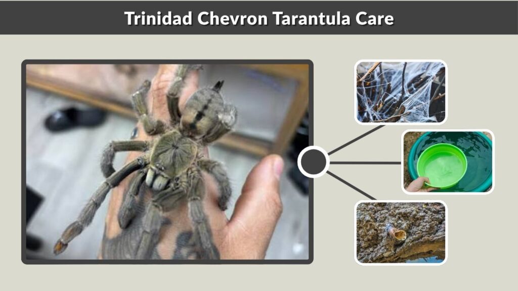 Trinidad Chevron Tarantula Care