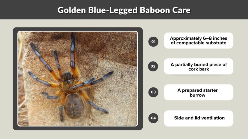 Golden Blue-Legged Baboon Care