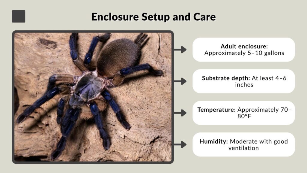 Enclosure Setup and Care