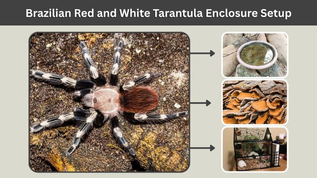 Brazilian Red and White Tarantula Enclosure Setup