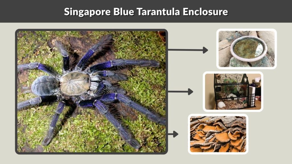 Singapore Blue Tarantula Enclosure