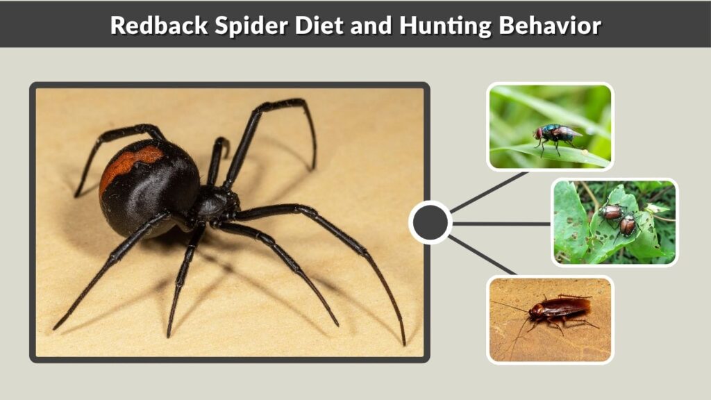 Redback Spider Diet and Hunting Behavior