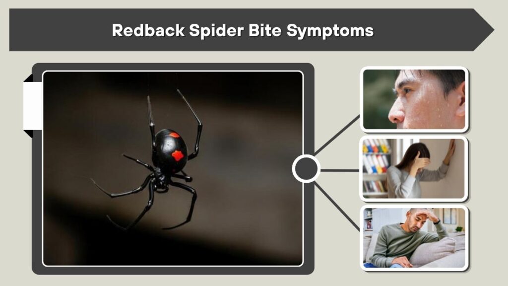 Redback Spider Bite Symptoms
