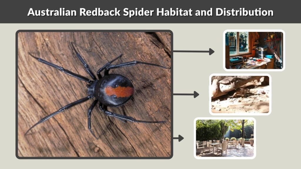 Australian Redback Spider Habitat and Distribution