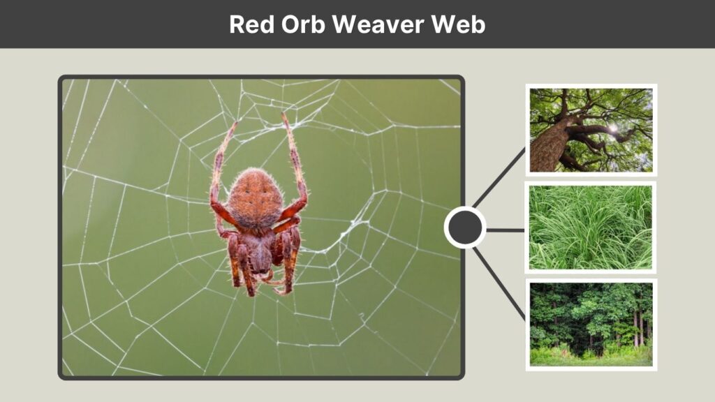 Red Orb Weaver Web