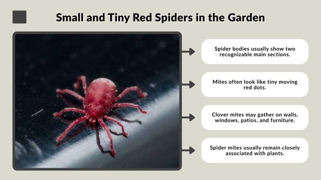 Small and Tiny Red Spiders in the Garden