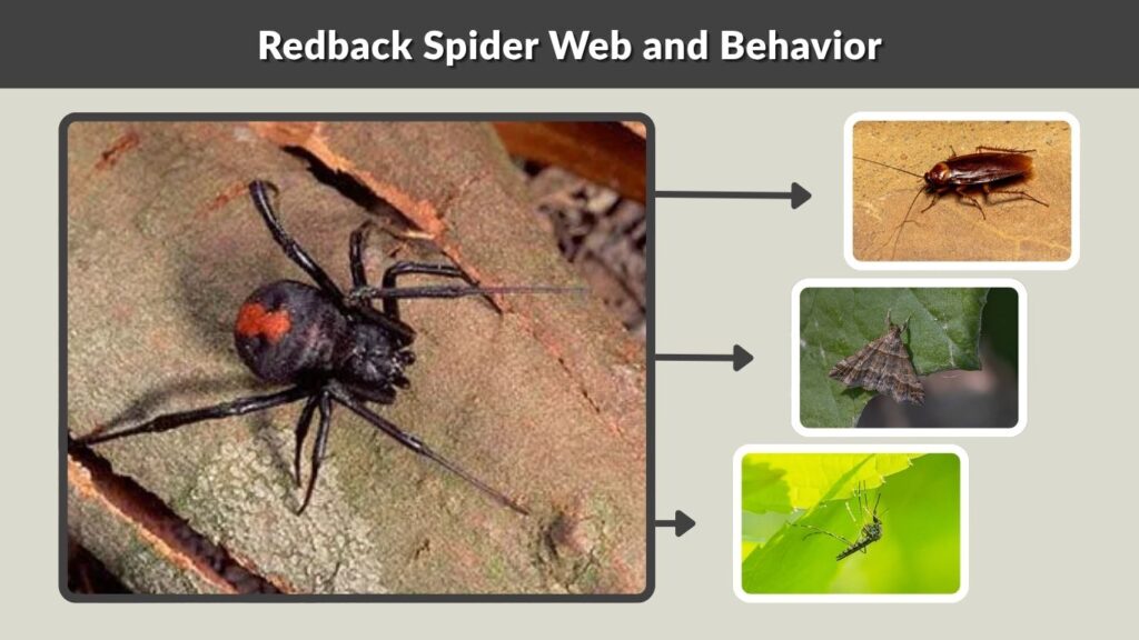 Redback Spider Web and Behavior