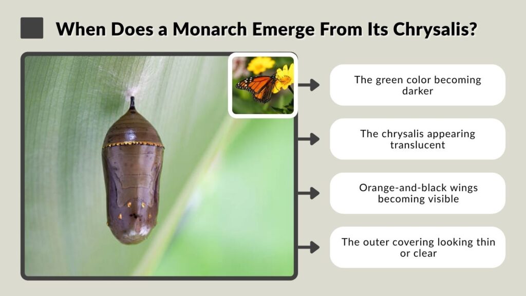 When Does a Monarch Emerge From Its Chrysalis?