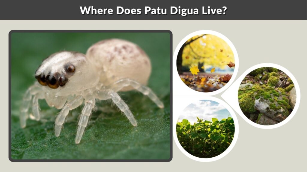 Where Does Patu Digua Live?