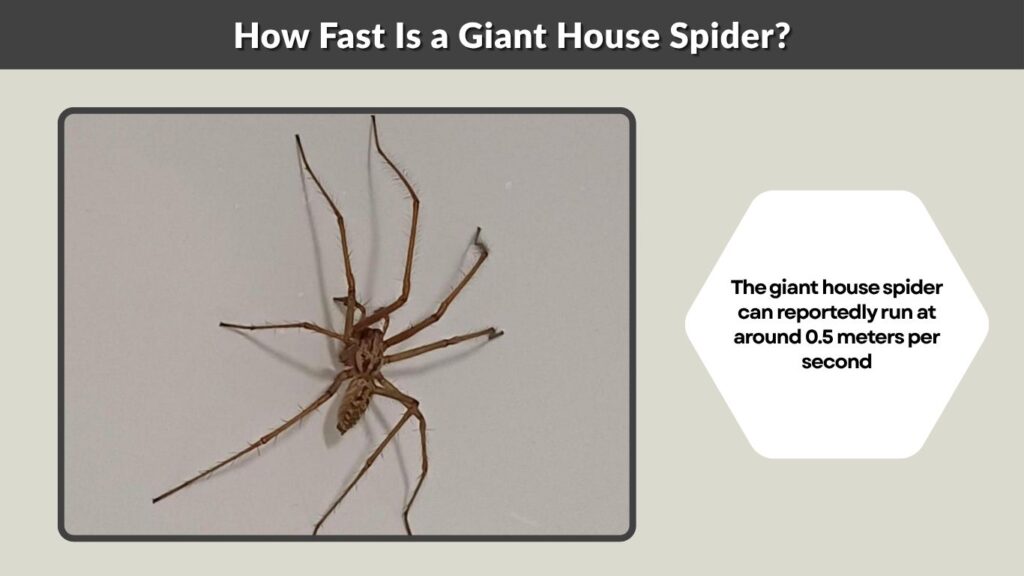 How Fast Is a Giant House Spider?
