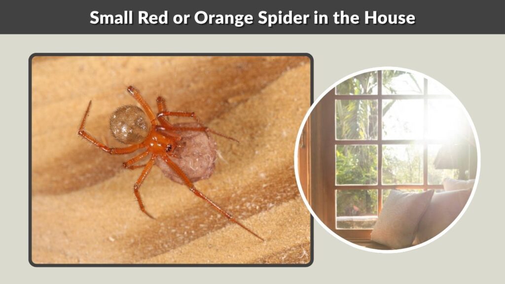 Small Red or Orange Spider in the House