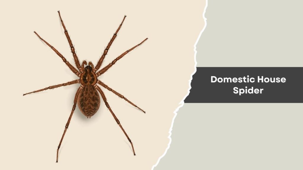 Domestic House Spider
