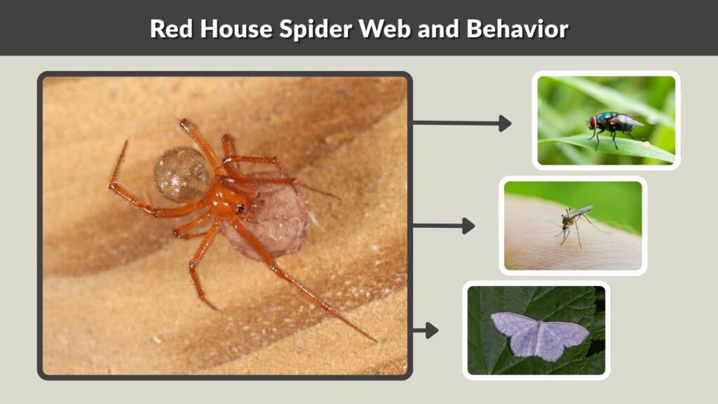 Red House Spider Web and Behavior