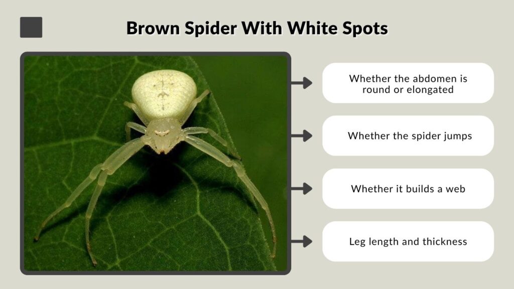 Brown Spider With White Spots