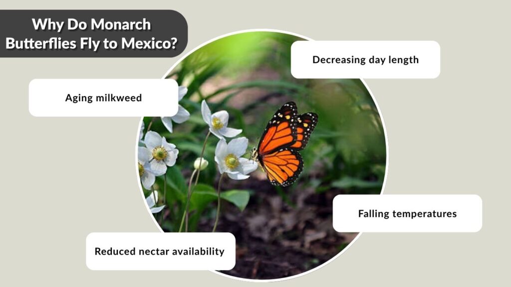 Why Do Monarch Butterflies Fly to Mexico?