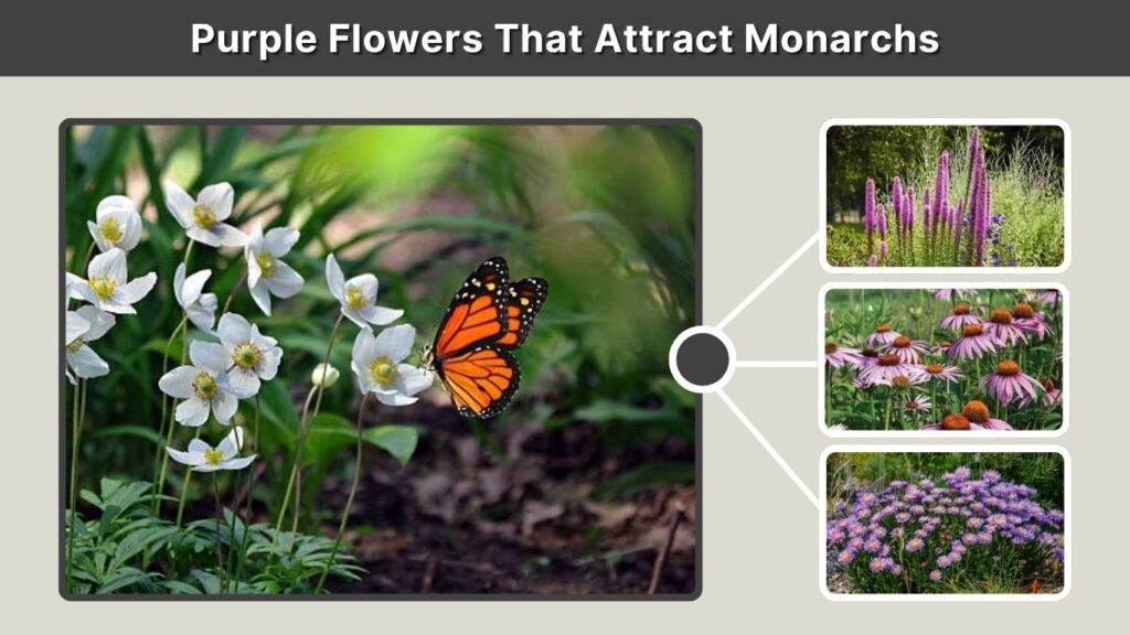 Purple Flowers That Attract Monarchs