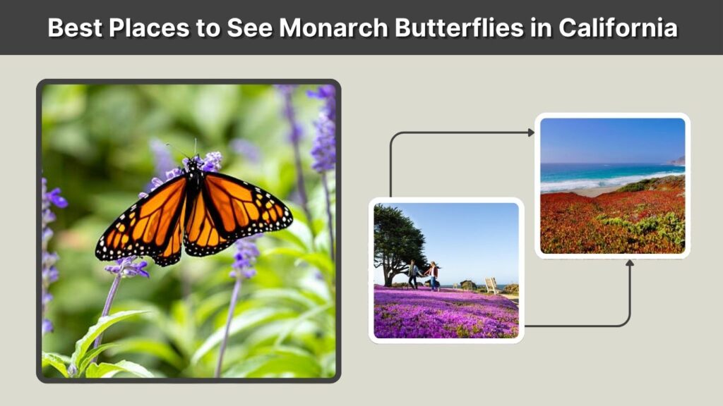 Best Places to See Monarch Butterflies in California
