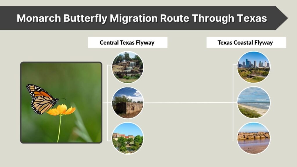 Monarch Butterfly Migration Route Through Texas