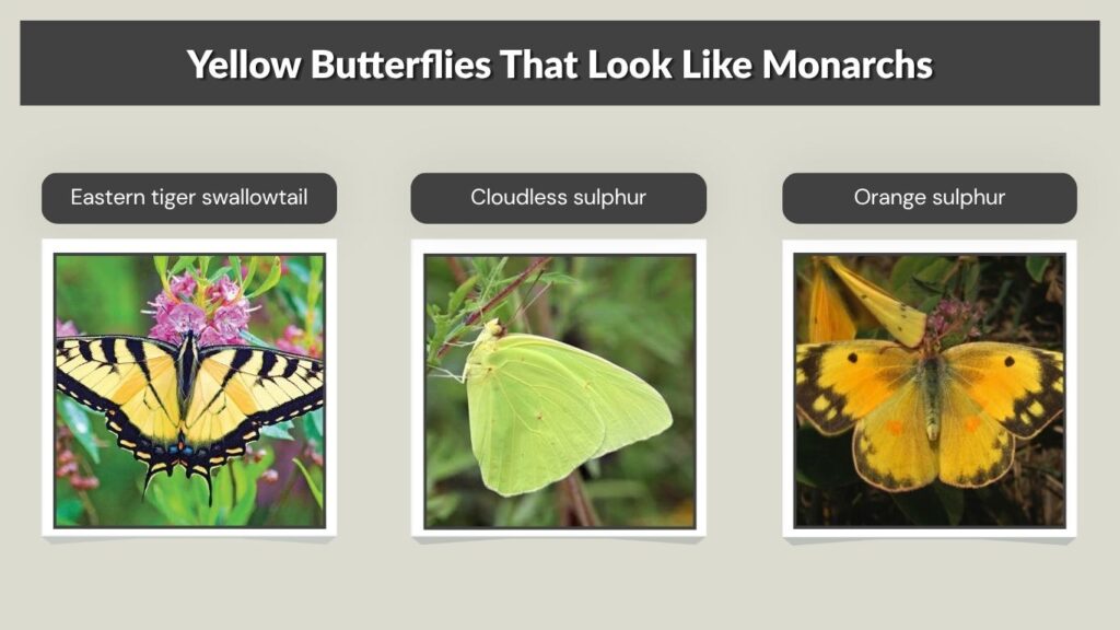 Yellow Butterflies That Look Like Monarchs