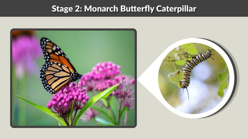 Stage 2: Monarch Butterfly Caterpillar